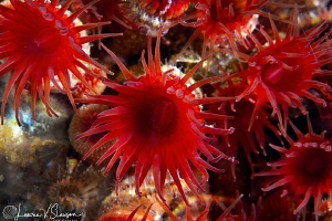 Red Corals/Photographed with a 100 mm macro lens at San C... by Laurie Slawson 